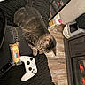 bed, blanket, cat, cozy, electronics, fireplace, flooring, furniture, gaming, indoor, mirror, pet, relaxing, remote_control, room, snack, tabby_cat, twinkies, wood_floor, xbox_controller