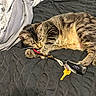 Stella joined the competition — help win amazing prizes! animal, beads, bed, black, blanket, cat, cute, fur, gray, indoor, keychain, keys, paws, pet, playful, quilt, resting, sleepy, tabby_cat, whiskers
