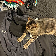 Stella is registered to the contest to win money with this photo: bed, black, blanket, casual, cat, clothing, colorful, fabric, feline, grey, hoodie, indoor, patterned, paws, pet, relaxed, resting, striped, tabby_cat, texture