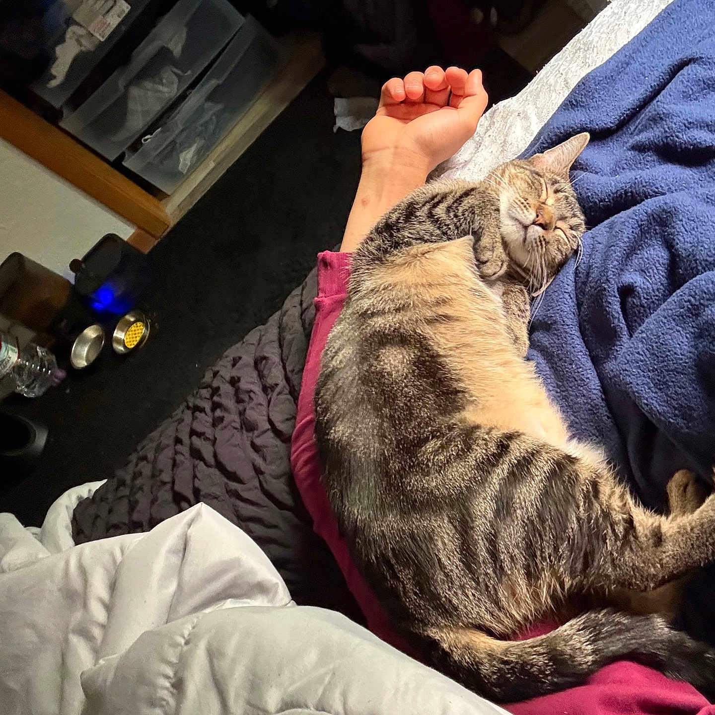 Stella