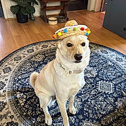 Moxie joined the competition — help win amazing prizes! animal, canine, collar, cute, decor, dog, domestic, floor, furniture, hat, home, indoor, pet, plant, room, rug, sitting, small_hat, sombrero, wooden_floor