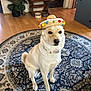 animal, canine, collar, cute, decor, dog, domestic, floor, furniture, hat, home, indoor, pet, plant, room, rug, sitting, small_hat, sombrero, wooden_floor