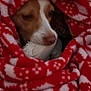 dog, blanket, red, white, pattern, toy, bed, cozy, pet, indoor, fur, snug, resting, animal, face, looking, closeup, comfort, warm, lying