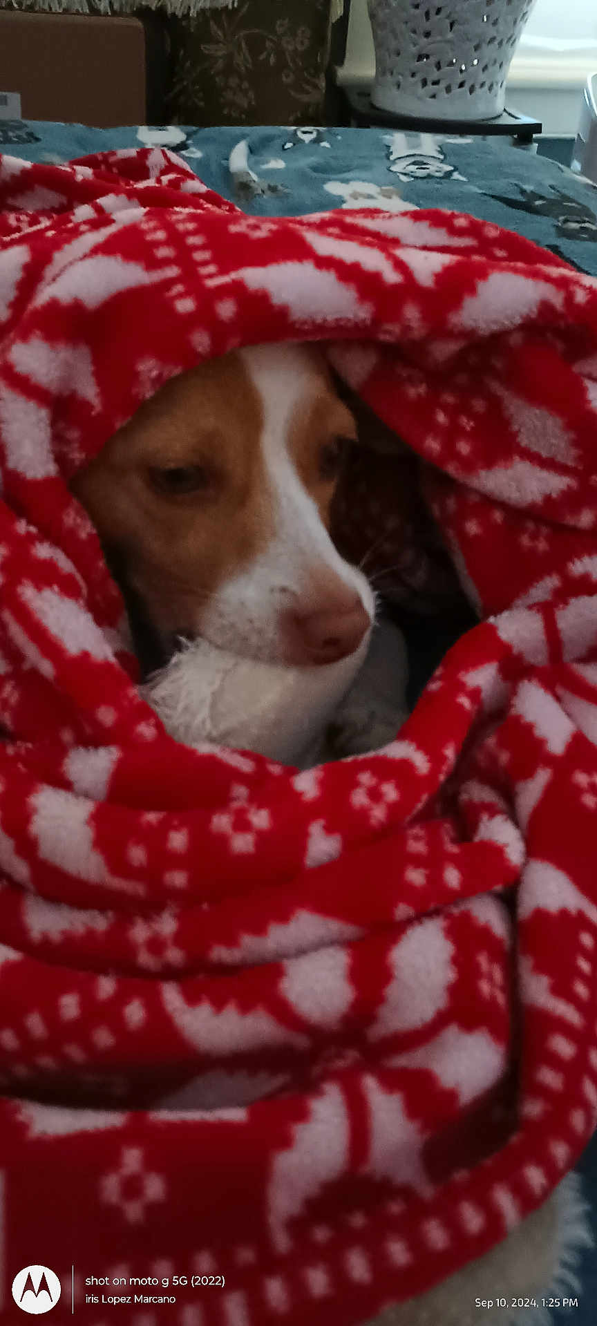 Lexy joined the competition — help win amazing prizes! dog, blanket, red, white, pattern, toy, bed, cozy, pet, indoor, fur, snug, resting, animal, face, looking, closeup, comfort, warm, lying