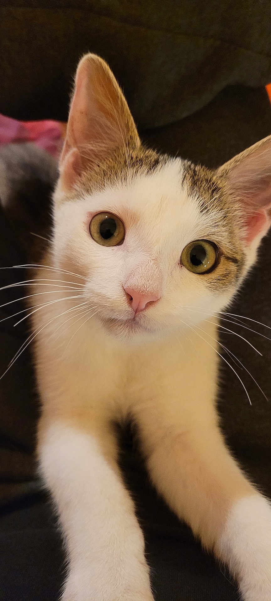 Alfi participe au concours pour gagner de l'argent avec cette photo : cat, close_up, whiskers, pink_nose, soft_fur, curious, pet, animal, indoors, cute, feline, ears, eyes, portrait, young, domestic_cat, attention, face, white_fur, tabby
