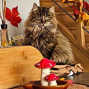 Poupy a rejoint le concours — aidez-le/la à gagner de superbes lots ! cat, fluffy_cat, autumn, fall_leaves, kitchen_counter, decorations, mushroom_ornaments, table_mat, wood, staircase, railing, indoor, cozy, brown, orange, red, green, pet, feline, home_decor
