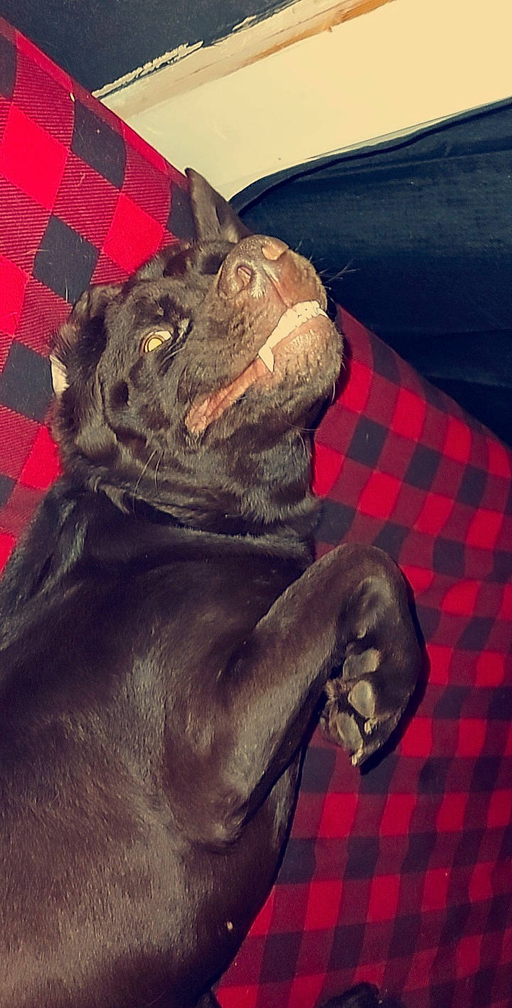 Diablo is registered to the contest to win money with this photo: black, canidae, carnivore, comfort, companion_dog, dog, dog_breed, fawn, foot, grey, liver, pattern, plaid, snout, sporting_group, tartan, terrestrial_animal, whiskers, working_animal, wrinkle