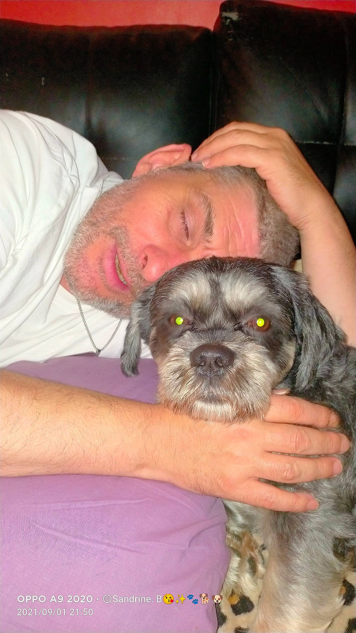 Soprano a rejoint le concours — aidez-le/la à gagner de superbes lots ! beard, canidae, carnivore, comfort, companion_dog, dog, dog_breed, ear, elbow, fawn, fur, liver, puppy_love, small_terrier, snout, sporting_group, t_shirt, terrier, toy_dog, working_animal