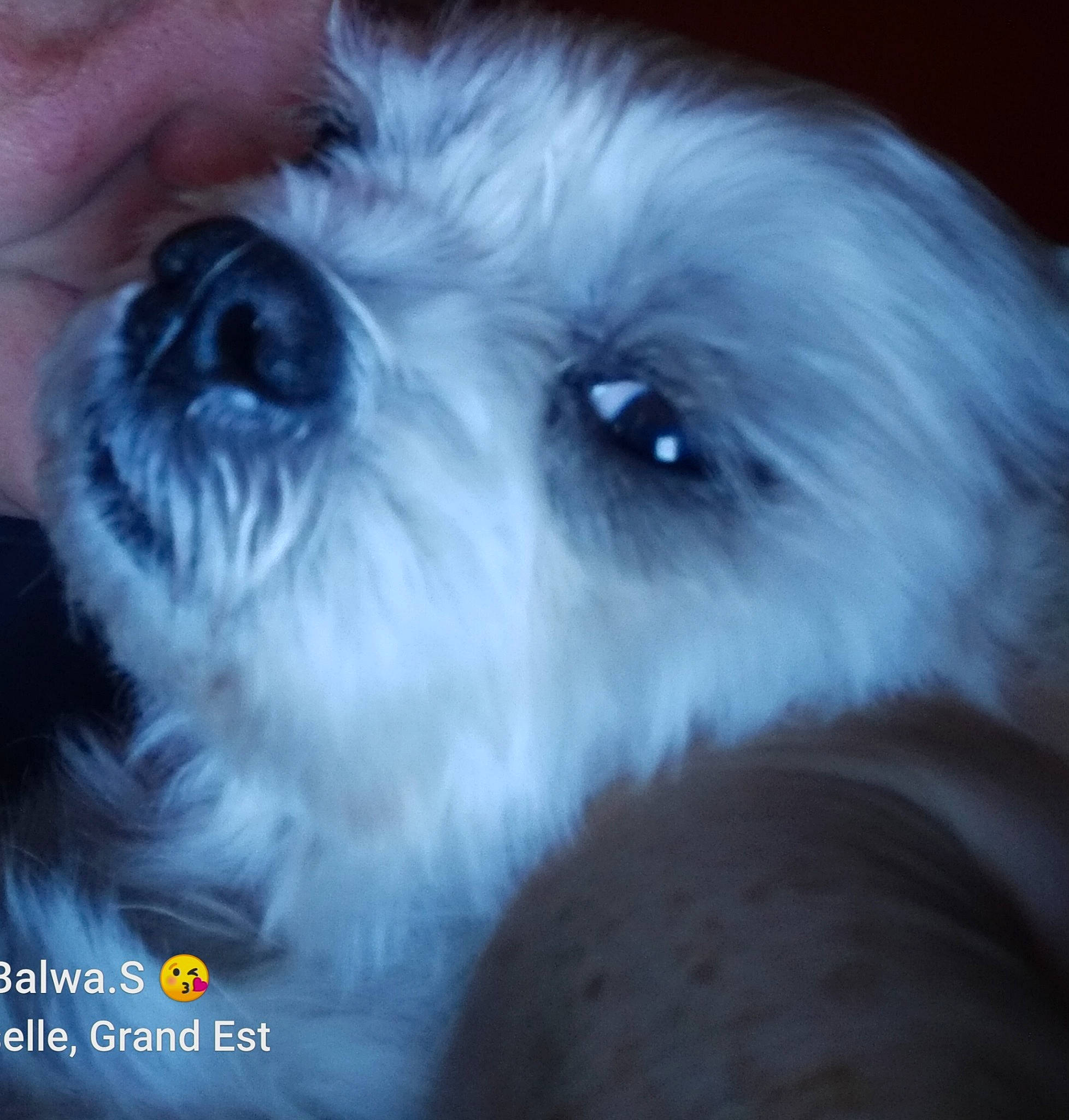 Winners a rejoint le concours — aidez-le/la à gagner de superbes lots ! bolonka, canidae, carnivore, chinese_imperial_dog, companion_dog, coton_de_tulear, dog, dog_breed, havanese, kyi_leo, lhasa_apso, lowchen, maltese, mammal, puppy, rare_breed_dog, schnoodle, shih_tzu, snout, west_highland_white_terrier