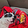 Léon participe au concours pour gagner de l'argent avec cette photo : dog, sunglasses, blanket, couch, pet, sleeping, red_blanket, white_fur, black_patch, ear, nose, muzzle, paw, shades, cozy, indoor, portrait, accessory, relaxed, cute