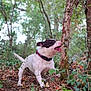 Léon participe au concours pour gagner de l'argent avec cette photo : dog, pet, canine, white_coat, black_patch, collar, red_collar, chewing, tree, bark, forest, woodland, leaves, ivy, ground, undergrowth, nature, outdoors, tongue_out, closeup