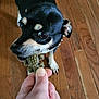 animal, bite, black_dog, chew_toy, close_up, collar, dog, domestic_animal, flooring, focus, hand, human_hand, indoor, paw, pet, playful, tan_markings, tattoo, toy, wooden_floor