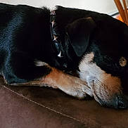 Nippy joined the competition — help win amazing prizes! dog, sleeping, black_and_tan, collar, indoor, couch, paw, furniture, pet, resting, closeup, canine, animal, cozy, relaxed, domestic, fur, nose, ears, quiet