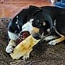 Nippy is registered to the contest to win money with this photo: dog, bone, chewing, indoor, rug, black_and_tan, pet, collar, floor, animal, paw, canine, cute, lying_down, domestic, fur, snout, toy, playful, home