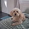 blanket, brown_ears, cozy, cream_colored, curly_fur, curtains, cute, daylight, dog, door, floor, fluffy, home, indoors, lying_down, pet, portrait, radiator, small_dog, window