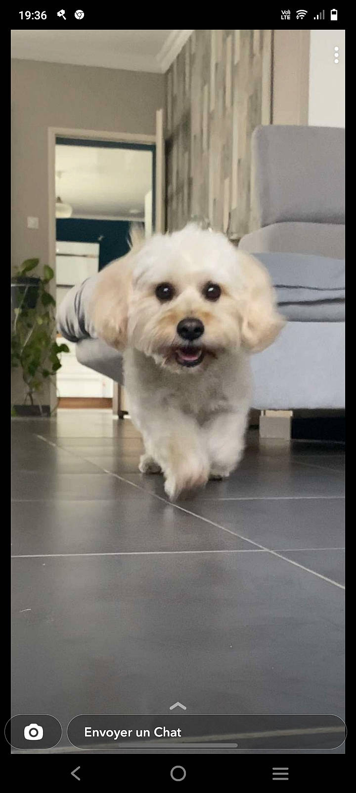 Hooper a rejoint le concours — aidez-le/la à gagner de superbes lots ! canidae, carnivore, companion_dog, dog, dog_breed, floor, flooring, flowerpot, fur, houseplant, maltepoo, non_sporting_group, plant, puppy, rectangle, small_terrier, snout, sporting_group, toy_dog, working_animal