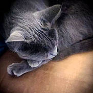 Rosie a rejoint le concours — aidez-le/la à gagner de superbes lots ! animal, cat, closeup, cozy, cute, domestic_animal, feline, fur, gray_cat, indoor, nap, paw, peaceful, pet, quiet, relaxation, resting, sleeping, soft, whiskers