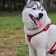 Olaf participe au concours pour gagner de l'argent avec cette photo : animal, canine, closeup, collar, dog, domestic_animal, ears, fur, grass, happy, leash, muzzle, nature, outdoor, pet, playful, portrait, red_harness, siberian_husky, tongue_out