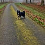 Snow a rejoint le concours — aidez-le/la à gagner de superbes lots ! animal, canine, dog, freeway, gravel, land, nature, outdoors, path, pet, plant, poodle, road, tarmac, terrier, tree, treetrunk, vegetation, weather, woodland
