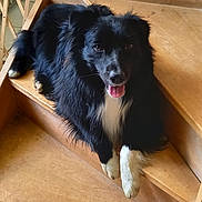 Snow a rejoint le concours — aidez-le/la à gagner de superbes lots ! animal, baby_gate, black_dog, canine, companion, cute, dog, domestic, friendly, fur, happy_dog, household, indoors, pet, resting, stairs, tile_floor, tongue_out, white_paws, wooden_stairs