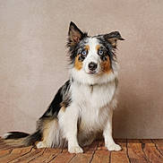 Ozy participe au concours pour gagner de l'argent avec cette photo : dog, australian_shepherd, blue_eyes, pet, animal, fur, sitting, portrait, indoor, wooden_floor, brown, white, black, tan, ears, collar, cute, looking, studio, background