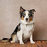 dog, australian_shepherd, blue_eyes, pet, animal, fur, sitting, portrait, indoor, wooden_floor, brown, white, black, tan, ears, collar, cute, looking, studio, background
