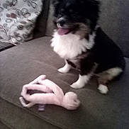Sophie joined the competition — help win amazing prizes! animal, black_and_white, blurred, companion, couch, cozy, cute, dog, domestic_animal, fluffy, furniture, happy, indoor, living_room, octopus_toy, pet, pillow, plush_toy, seated, tongue_out