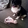 animal, black_and_white, blurred, companion, couch, cozy, cute, dog, domestic_animal, fluffy, furniture, happy, indoor, living_room, octopus_toy, pet, pillow, plush_toy, seated, tongue_out