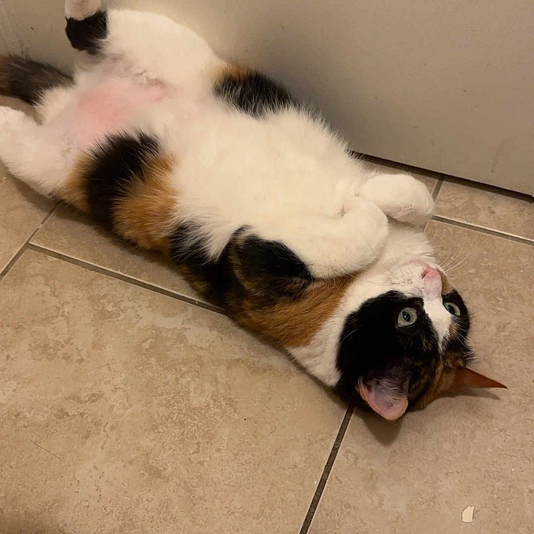 Loralie joined the competition — help win amazing prizes! animal, calico, cat, cozy, curious, cute, domestic, floor, fur, fur_pattern, indoor, looking_up, lying_down, mammal, paws, pet, relaxed, resting, tile, whiskers