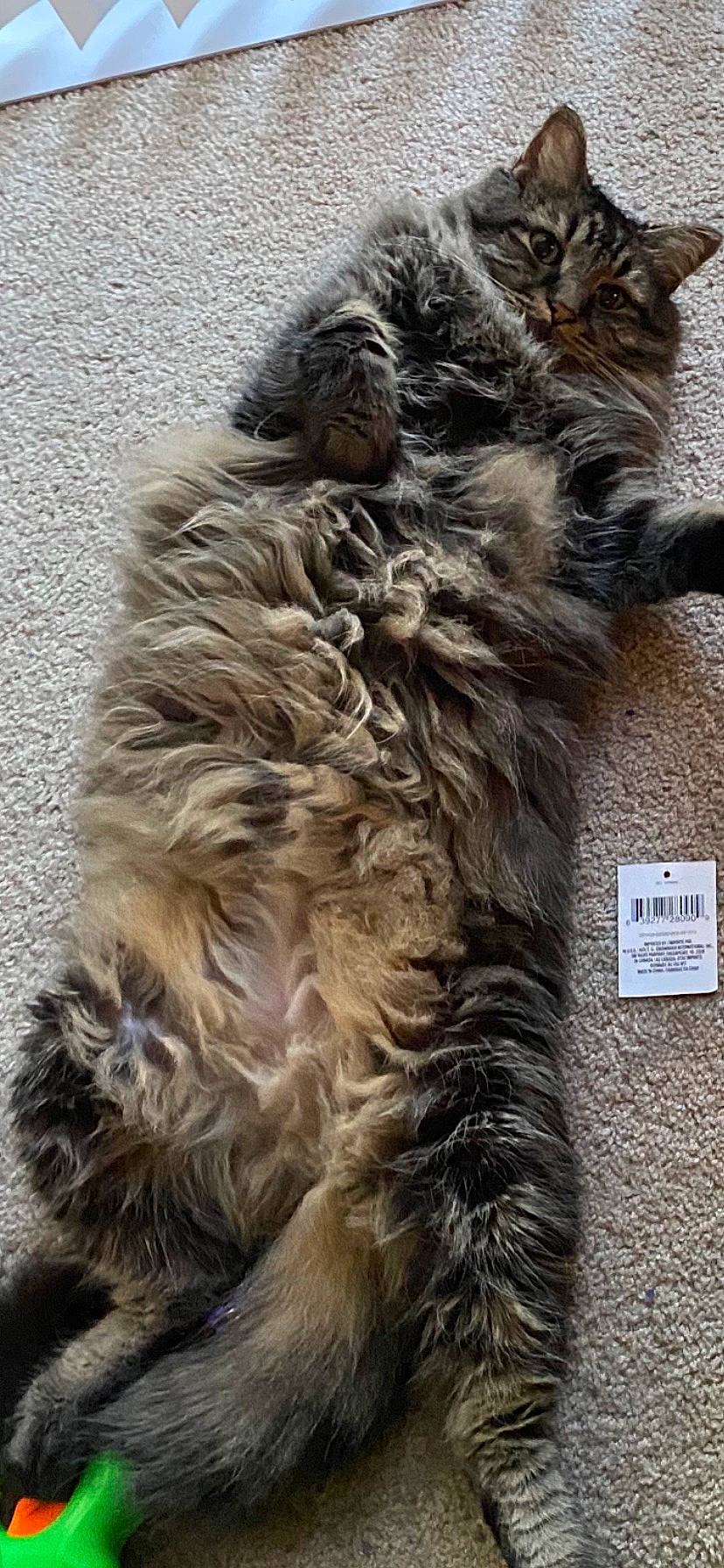 Harvey joined the competition — help win amazing prizes! canidae, carnivore, cat, claw, companion_dog, dog_breed, felidae, fur, liver, paw, small_to_medium_sized_cats, snout, sporting_group, tail, terrestrial_animal, whiskers