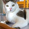 animal, background, cat, closeup, curious, domestic_animal, furniture, globe, green_eyes, household, indoor, mammal, pet, pink_nose, resting, tabby, table, whiskers, white_cat, wooden_chair