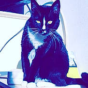 Mavy participe au concours pour gagner de l'argent avec cette photo : cat, tuxedo_cat, black_and_white, sitting, indoor, yellow_eyes, fur, whiskers, pet, animal, looking_at_camera, close_up, domestic_cat, feline, table, cable, shadow, white_paws, background, curious