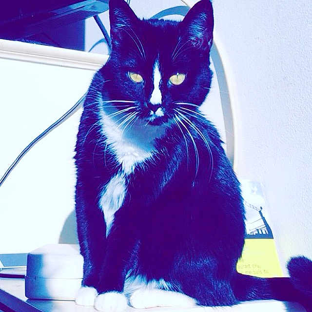Mavy participe au concours pour gagner de l'argent avec cette photo : cat, tuxedo_cat, black_and_white, sitting, indoor, yellow_eyes, fur, whiskers, pet, animal, looking_at_camera, close_up, domestic_cat, feline, table, cable, shadow, white_paws, background, curious