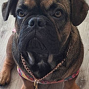 Remy Martin Bradley joined the competition — help win amazing prizes! animal, black, brown, chain, close_up, cute, dog, ears, face, floor, harness, indoor, looking, necklace, paws, pet, portrait, puppy, sitting, wooden_floor