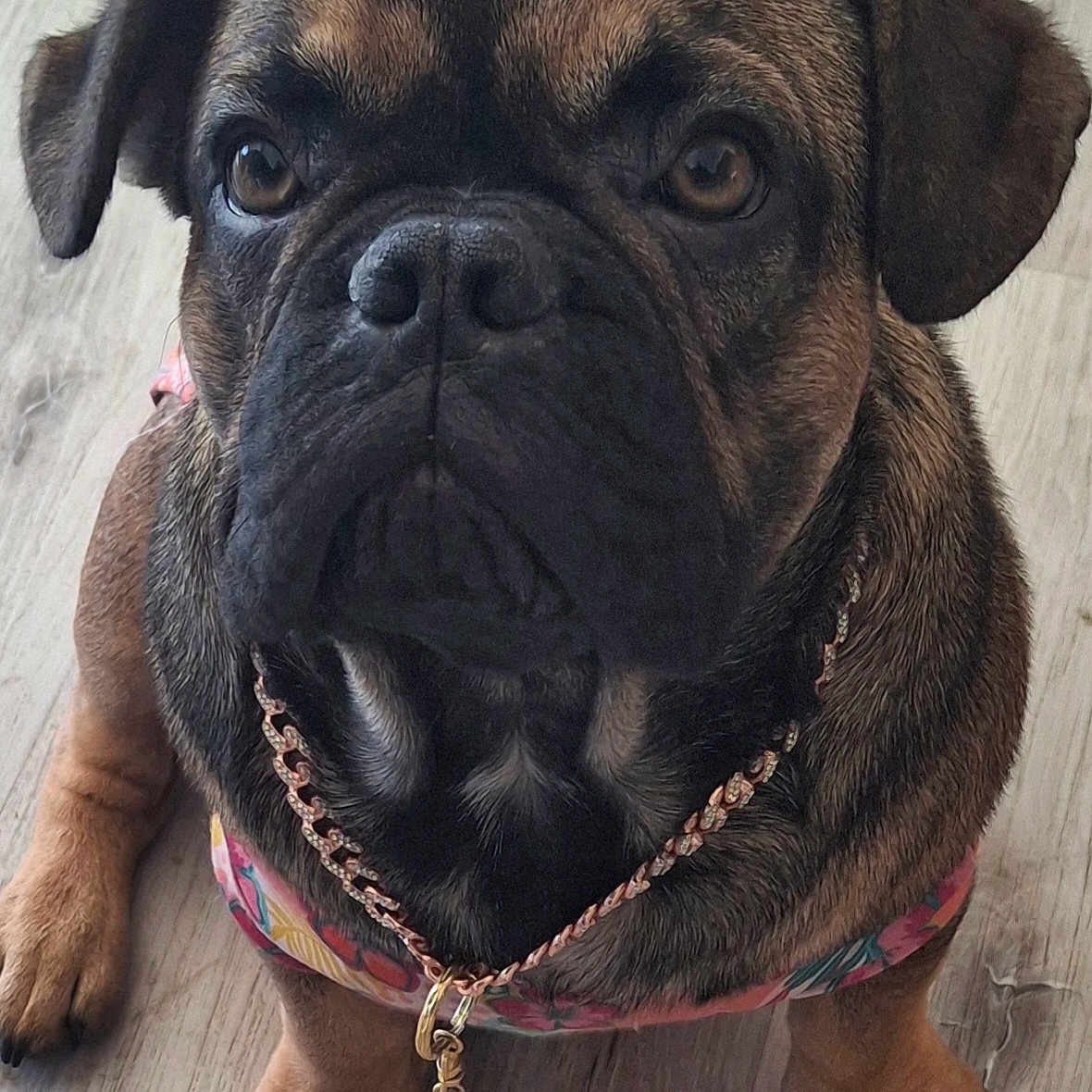Remy Martin Bradley joined the competition — help win amazing prizes! animal, black, brown, chain, close_up, cute, dog, ears, face, floor, harness, indoor, looking, necklace, paws, pet, portrait, puppy, sitting, wooden_floor