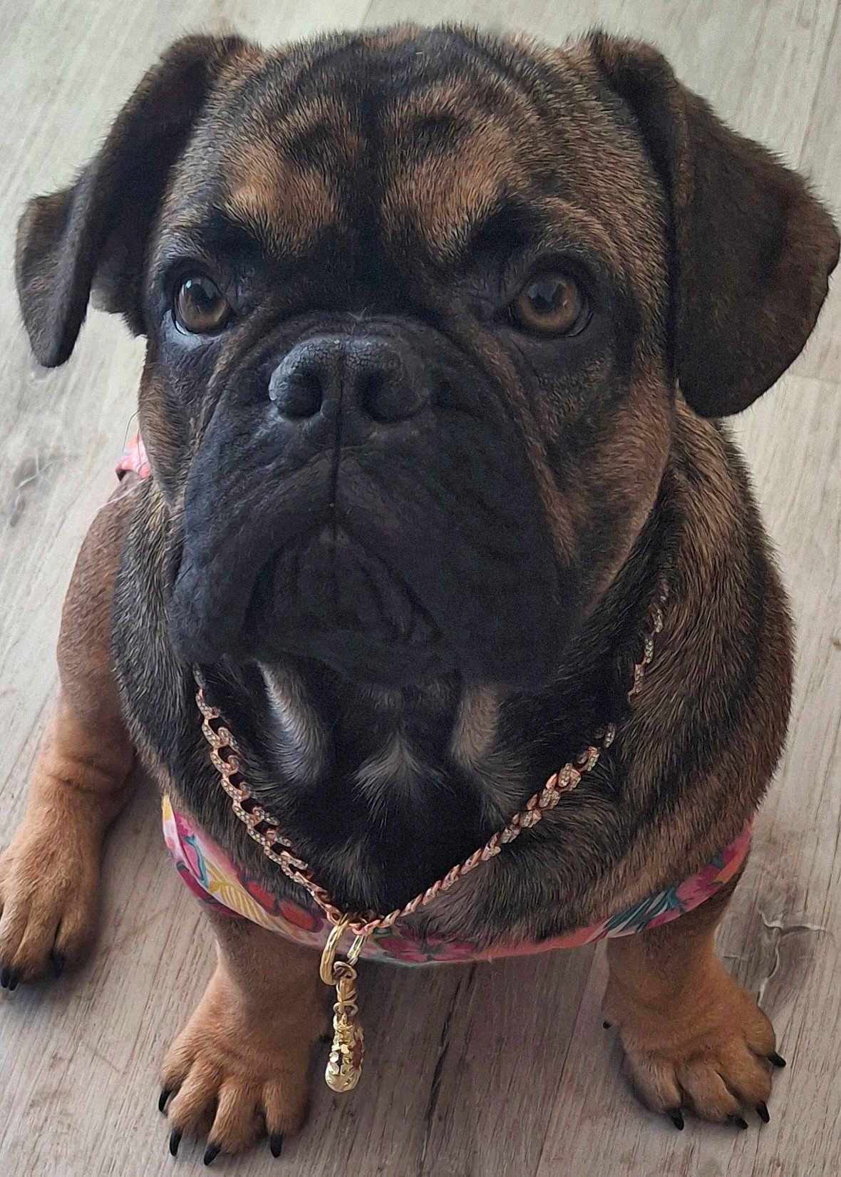 Remy Martin Bradley joined the competition — help win amazing prizes! animal, black, brown, chain, close_up, cute, dog, ears, face, floor, harness, indoor, looking, necklace, paws, pet, portrait, puppy, sitting, wooden_floor