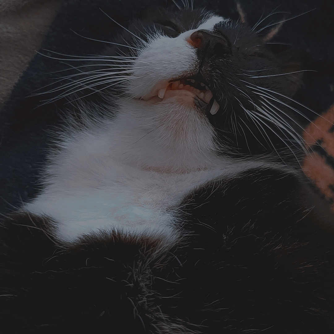 Hades a rejoint le concours — aidez-le/la à gagner de superbes lots ! abyssinian, animal, blackcat, blanket, bodypart, cat, couch, electronics, face, furniture, happy, head, kitten, manx, mouth, person, pet, siamese, sleeping, smile