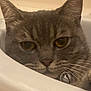 cat, gray_cat, tabby, pet, close_up, face, whiskers, ear, golden_eyes, collar, bell, sink, basin, indoor, resting, feline, animal, domestic, cute, relaxed
