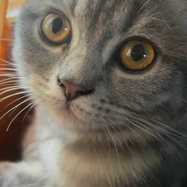 Xéna a rejoint le concours — aidez-le/la à gagner de superbes lots ! animal, cat, close_up, closeup, curious, cute, domestic_cat, face, feline, fur, golden_eyes, gray_tabby, indoor, mammal, pet, portrait, soft_light, whisker, whiskers, young_cat
