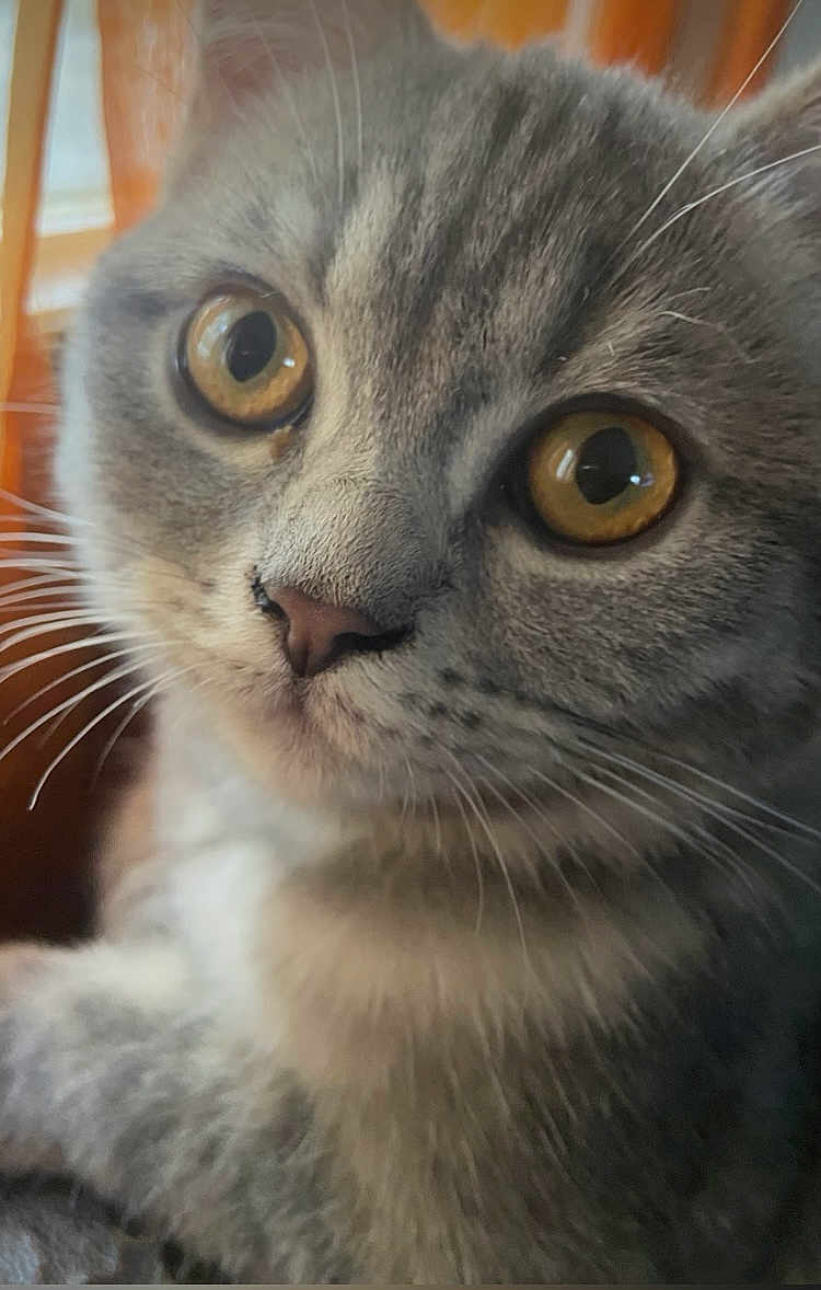 Xéna a rejoint le concours — aidez-le/la à gagner de superbes lots ! cat, close_up, gray_tabby, golden_eyes, whiskers, fur, pet, animal, cute, curious, portrait, indoor, soft_light, feline, mammal, face, young_cat, domestic_cat, closeup, whisker