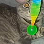 Xéna participe au concours pour gagner de l'argent avec cette photo : cat, tabby, gray_cat, toy, colorful_toy, green_ball, pink_balloons, curious, pet, indoor, feline, whiskers, collar, close_up, soft_texture, playing, animal, cute, cozy, domestic