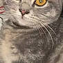 Xéna a rejoint le concours — aidez-le/la à gagner de superbes lots ! cat, close_up, gray_tabby, yellow_eyes, fur, whiskers, pet, indoor, animal, feline, cute, portrait, looking, mammal, domestic, face, whisker, tabby_pattern, eyes, fur_texture