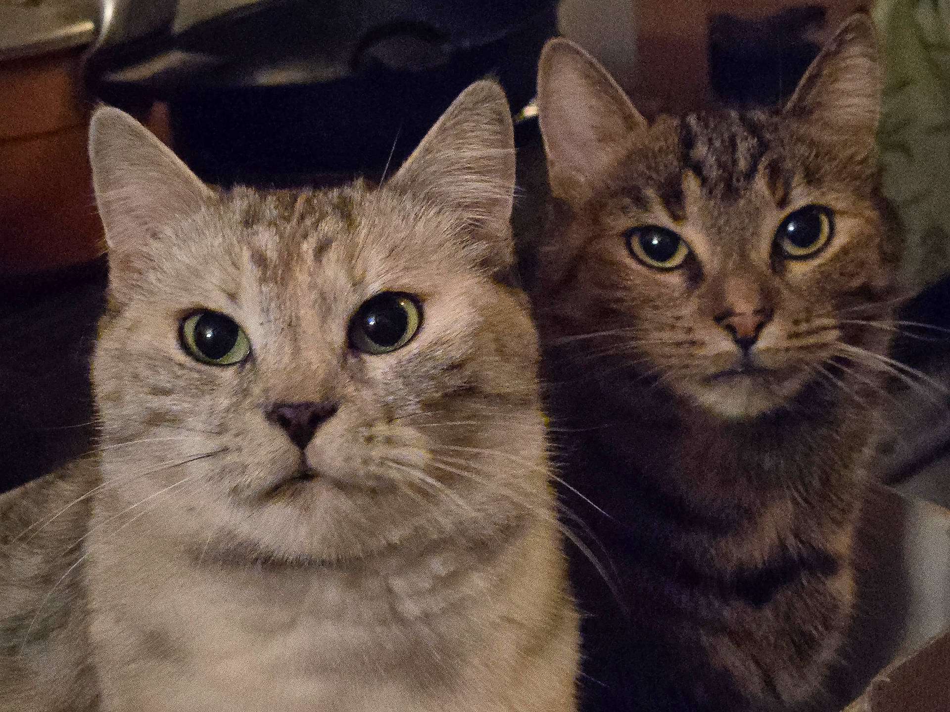 Athéna participe au concours pour gagner de l'argent avec cette photo : animal, cat, closeup, companions, curious, cute, domestic, eyes, face, feline, friendship, fur, indoor, mammal, pet, portrait, striped, tabby, two_cats, whiskers