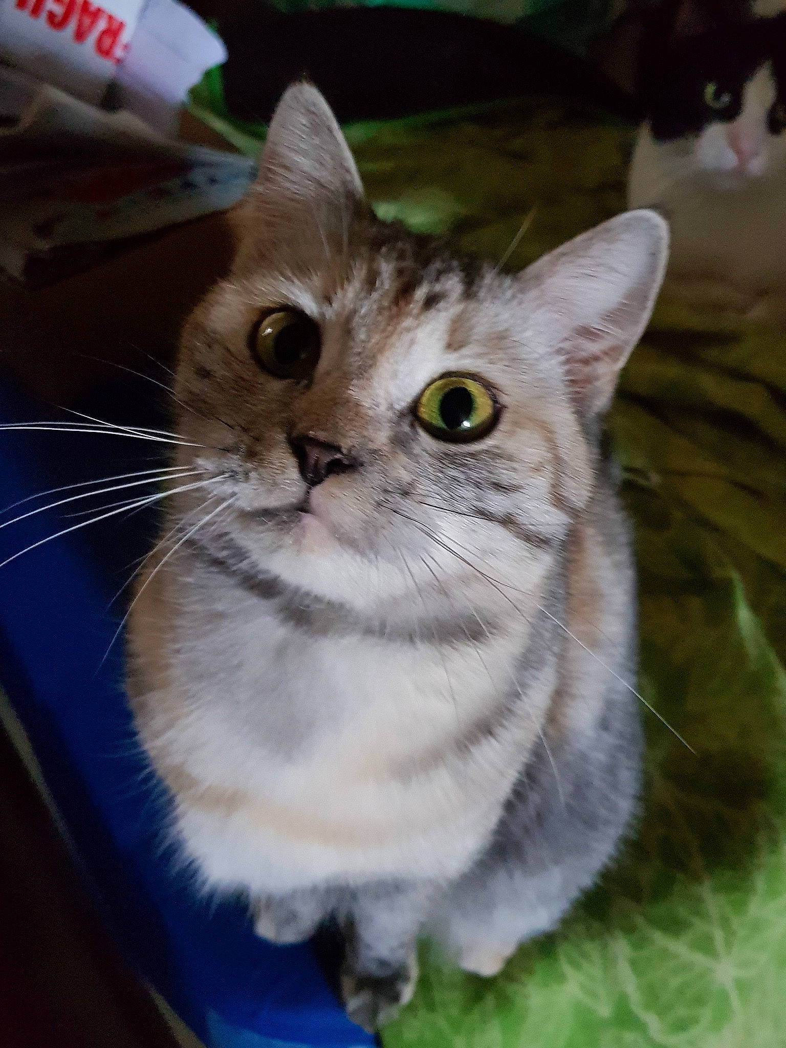 Athéna a rejoint le concours — aidez-le/la à gagner de superbes lots ! aegean_cat, american_shorthair, american_wirehair, asian, australian_mist, burmilla, carnivore, cat, domestic_short_haired_cat, european_shorthair, eye, fawn, felidae, kitten, mammal, munchkin, small_to_medium_sized_cats, tabby_cat, vertebrate, whiskers