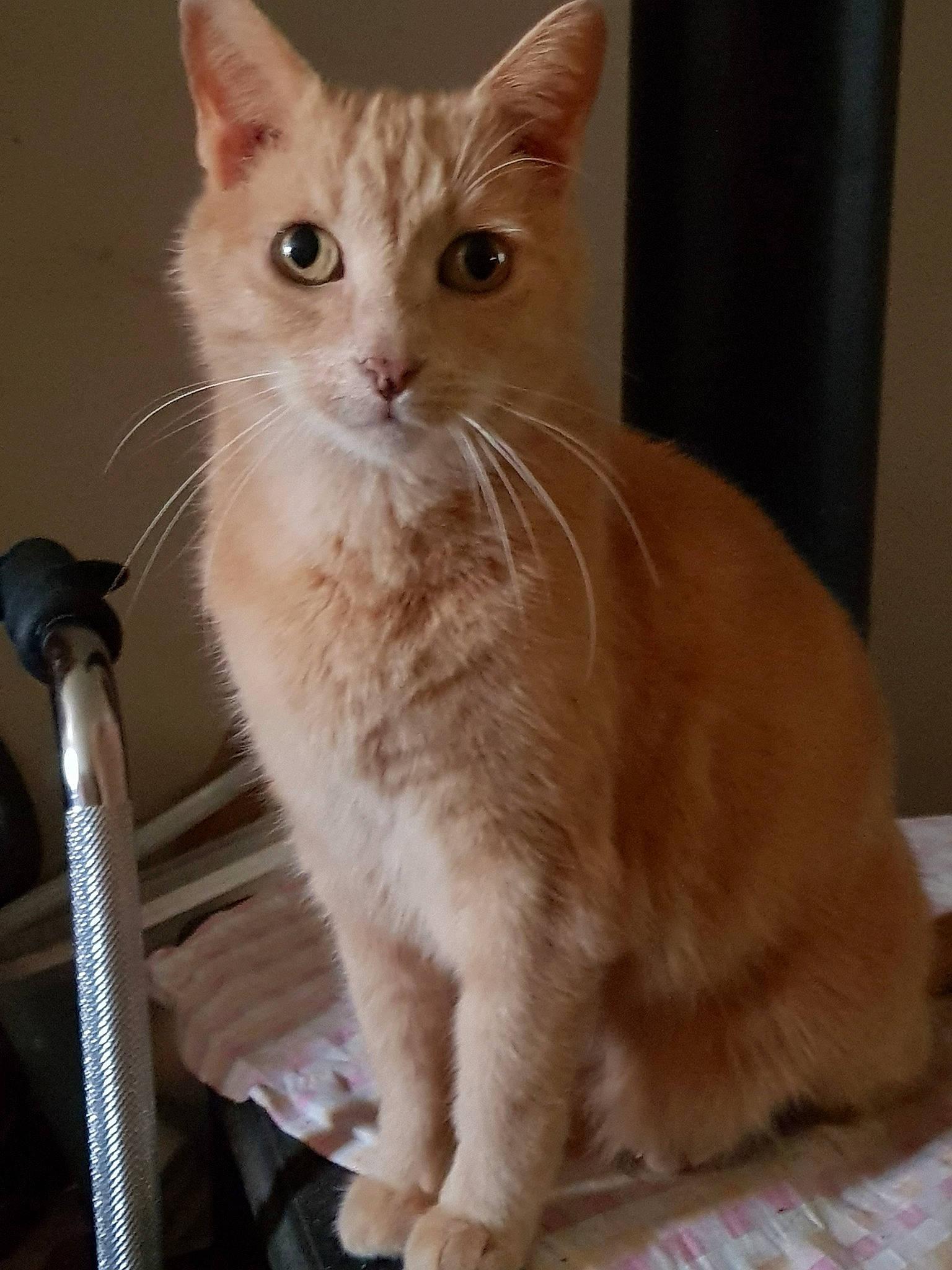 Spike  participe au concours pour gagner de l'argent avec cette photo : arabian_mau, asian, australian_mist, burmilla, carnivore, cat, domestic_short_haired_cat, european_shorthair, fawn, felidae, german_rex, javanese, kitten, mammal, ojos_azules, small_to_medium_sized_cats, tabby_cat, turkish_angora, vertebrate, whiskers