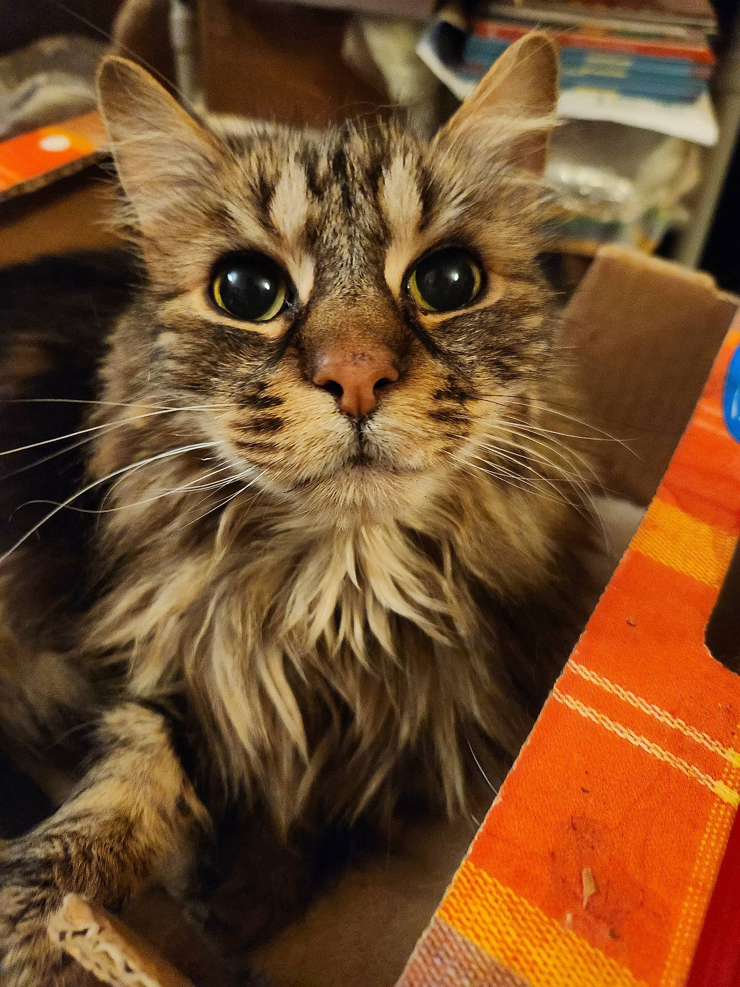 Brody a rejoint le concours — aidez-le/la à gagner de superbes lots ! abyssinian, alloywheel, animal, bookcase, box, car, carwheel, cat, couch, furniture, hardwood, kitten, machine, manx, pet, plywood, shelf, siamese, spoke, wood