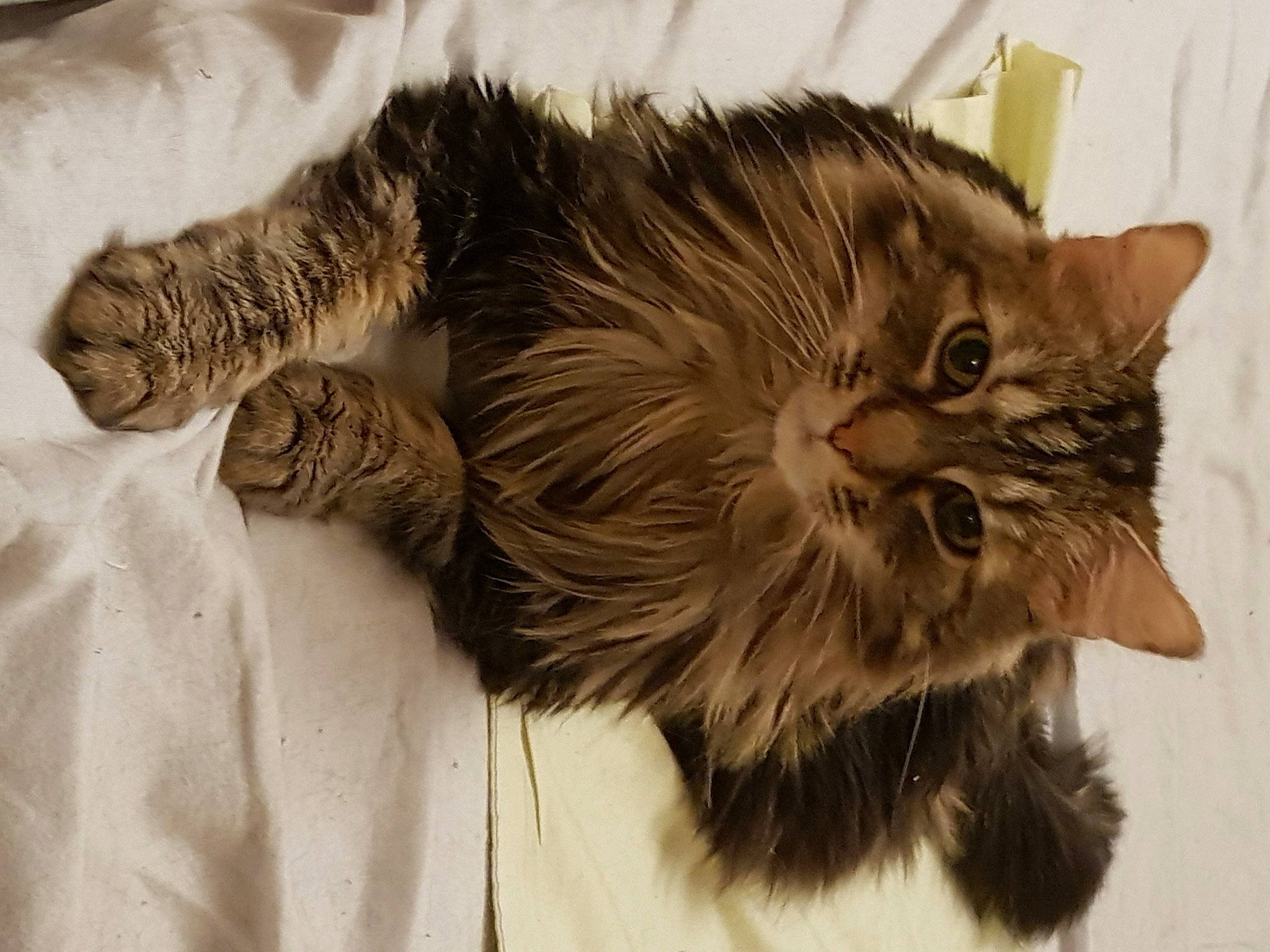 Brody participe au concours pour gagner de l'argent avec cette photo : british_longhair, british_semi_longhair, carnivore, cat, domestic_long_haired_cat, dragon_li, ear, european_shorthair, eye, felidae, fur, kitten, maine_coon, mammal, norwegian_forest_cat, pixie_bob, siberian, small_to_medium_sized_cats, tabby_cat, whiskers