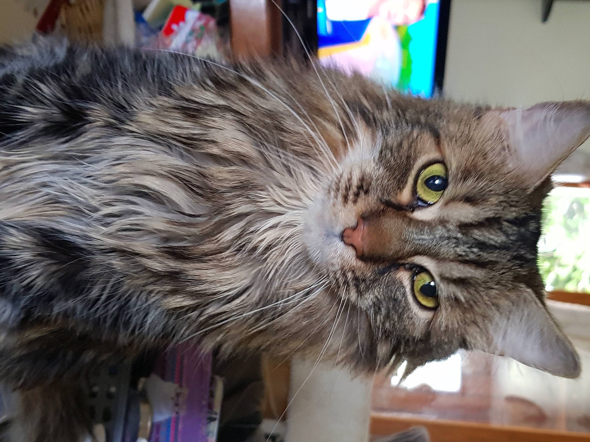 Brody a rejoint le concours — aidez-le/la à gagner de superbes lots ! asian, asian_semi_longhair, carnivore, cat, domestic_long_haired_cat, domestic_short_haired_cat, dragon_li, european_shorthair, felidae, kitten, maine_coon, mammal, norwegian_forest_cat, pixie_bob, ragamuffin, siberian, small_to_medium_sized_cats, tabby_cat, vertebrate, whiskers