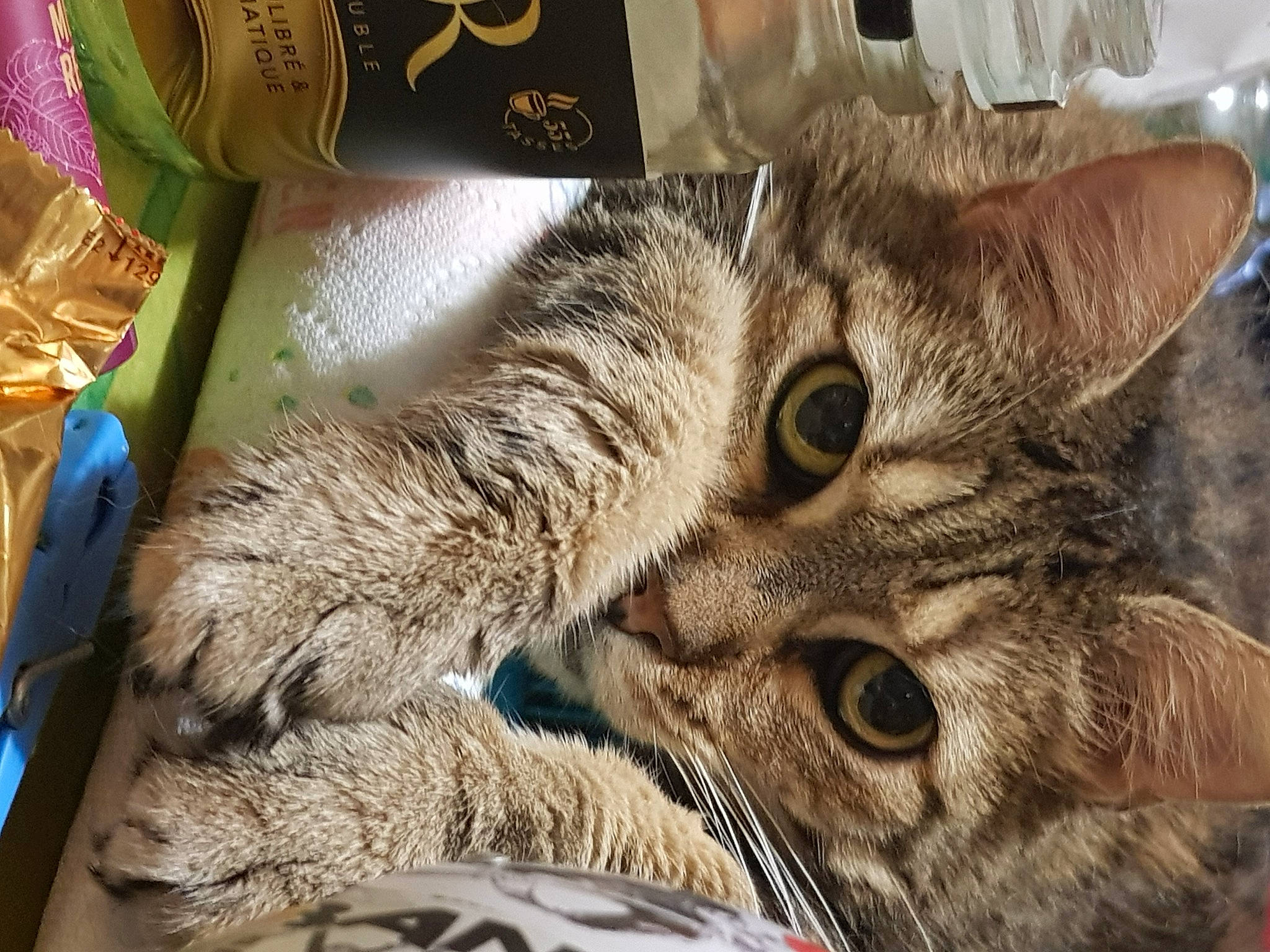 Esmée a rejoint le concours — aidez-le/la à gagner de superbes lots ! basket, carnivore, cat, claw, domestic_short_haired_cat, felidae, fur, paw, small_to_medium_sized_cats, snout, terrestrial_animal, whiskers, wildlife, wood