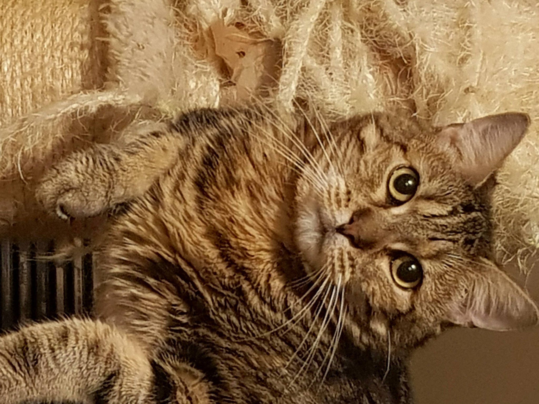 Esmée participe au concours pour gagner de l'argent avec cette photo : american_bobtail, asian, california_spangled, carnivore, cat, domestic_short_haired_cat, dragon_li, european_shorthair, felidae, fur, kitten, mammal, ocicat, organism, pixie_bob, small_to_medium_sized_cats, snout, tabby_cat, whiskers, wild_cat